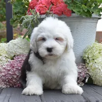 Kibbles BLUE EYES, a female Old English Sheepdog for sale in Fredericksburg, OH – 1 of 3