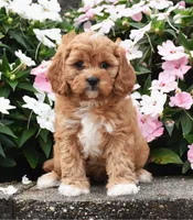 Otis, a male Cavapoo for sale in Fredericksburg, OH – 2 of 3