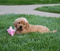 Adayah, a female Golden Retriever for sale in Fredericksburg, OH – 4 of 4