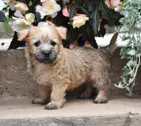 Zaina, a female Cairn Terrier for sale in Fredericksburg, OH – 2 of 3