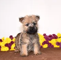 Knox, a male Cairn Terrier for sale in Fredericksburg, OH – 3 of 3