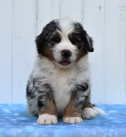 Carter, a male Miniature Bernedoodle for sale in Fredericksburg, OH – 2 of 3