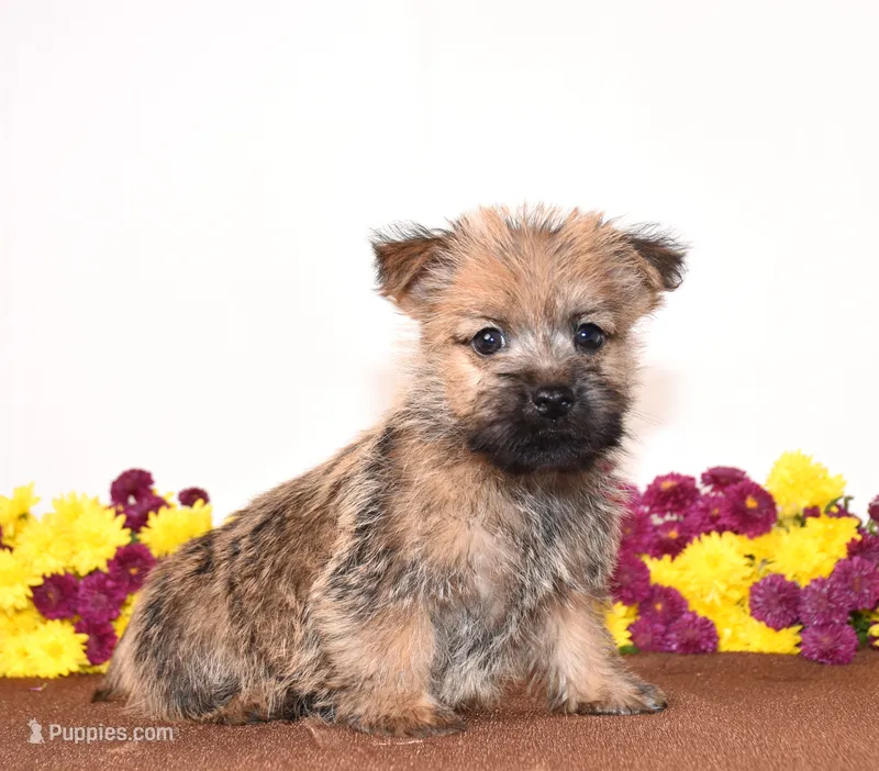 Knox – Cairn Terrier puppy for sale in Fredericksburg, OH