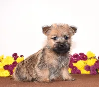 Knox, a male Cairn Terrier for sale in Fredericksburg, OH – 1 of 3