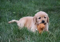 Oliver, a male Golden Retriever for sale in Fredericksburg, OH – 3 of 4