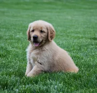 Marley, a male Golden Retriever for sale in Fredericksburg, OH – 2 of 5