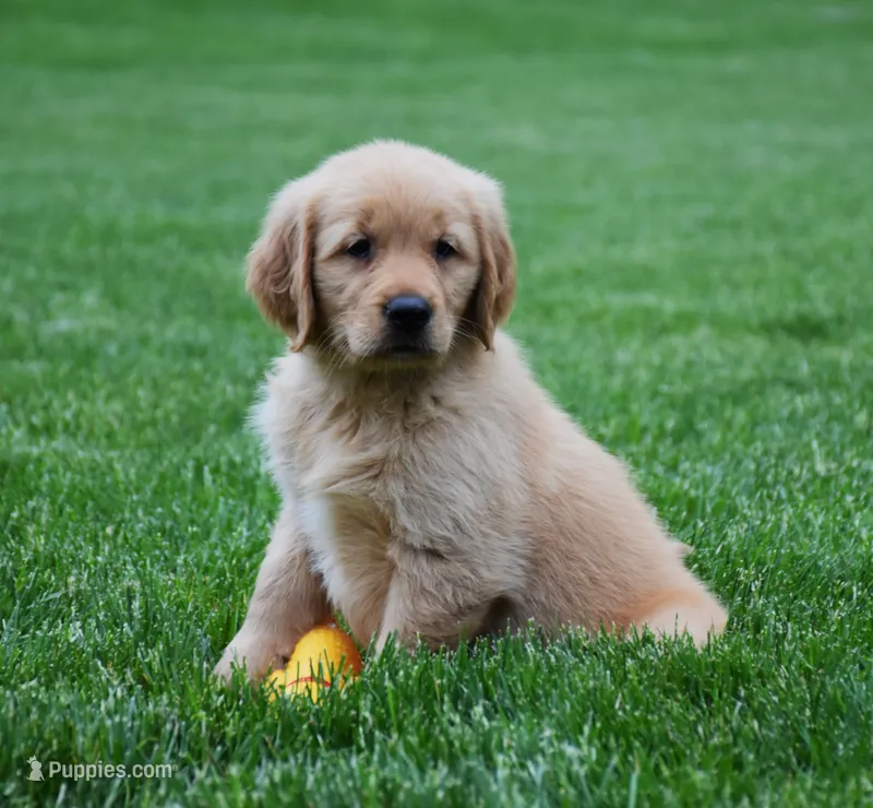 Marley – Golden Retriever puppy for sale in Fredericksburg, OH