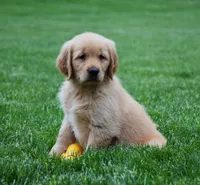 Marley, a male Golden Retriever for sale in Fredericksburg, OH – 1 of 5