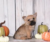 Ninja, a male Cairn Terrier for sale in Fredericksburg, OH – 3 of 3