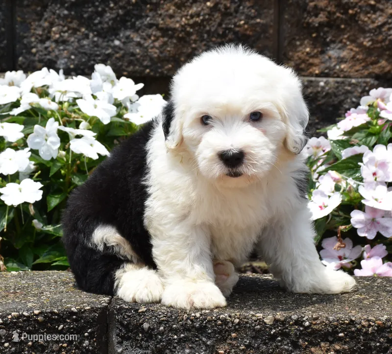 Mango BLUE EYES – Old English Sheepdog puppy for sale in Fredericksburg, OH