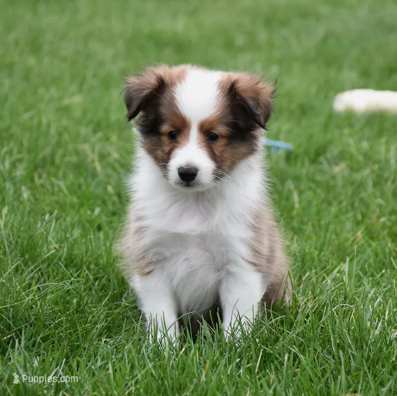 Beau – Shetland Sheepdog puppy for sale in Fredericksburg, OH