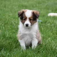 Beau, a male Shetland Sheepdog for sale in Fredericksburg, OH – Photo 1 of 4