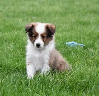 Beau, a male Shetland Sheepdog for sale in Fredericksburg, OH – Photo 2 of 4