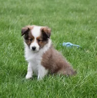 Beau, a male Shetland Sheepdog for sale in Fredericksburg, OH – Photo 3 of 4