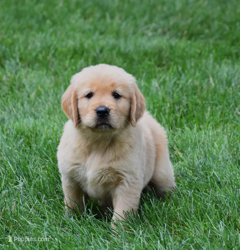 Oliver – Golden Retriever puppy for sale in Fredericksburg, OH