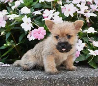 Arlo, a male Cairn Terrier for sale in Fredericksburg, OH – 3 of 3