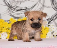 Jojo, a female Cairn Terrier for sale in Fredericksburg, OH – 3 of 3