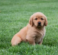 Meadow, a female Golden Retriever for sale in Fredericksburg, OH – 4 of 4