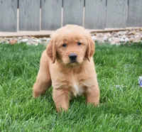 Gizmo, a male Golden Retriever for sale in Fredericksburg, OH – 4 of 4