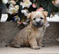 Zaina, a female Cairn Terrier for sale in Fredericksburg, OH – 3 of 3