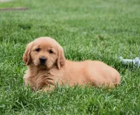 Magic, a female Golden Retriever for sale in Fredericksburg, OH – 3 of 3