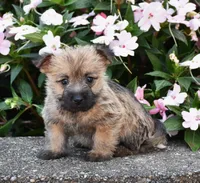 Autumn, a male Cairn Terrier for sale in Fredericksburg, OH – 1 of 3
