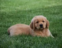 Hunter, a male Golden Retriever for sale in Fredericksburg, OH – 4 of 4