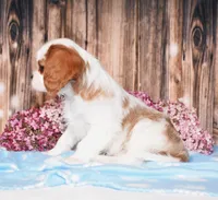 Derby, a male Cavalier King Charles Spaniel for sale in Fredericksburg, OH – 5 of 5