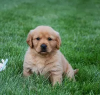 Aspy, a female Golden Retriever for sale in Fredericksburg, OH – 4 of 4