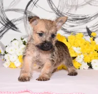 Jayda, a female Cairn Terrier for sale in Fredericksburg, OH – 2 of 3