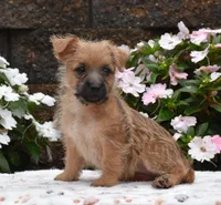 Glitters, a female Cairn Terrier for sale in Fredericksburg, OH – 3 of 3