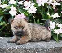 Ariel, a male Cairn Terrier for sale in Fredericksburg, OH – 3 of 3