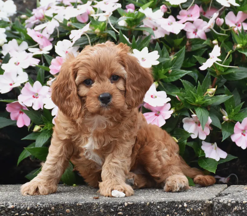 Oliver – Cavapoo puppy for sale in Fredericksburg, OH