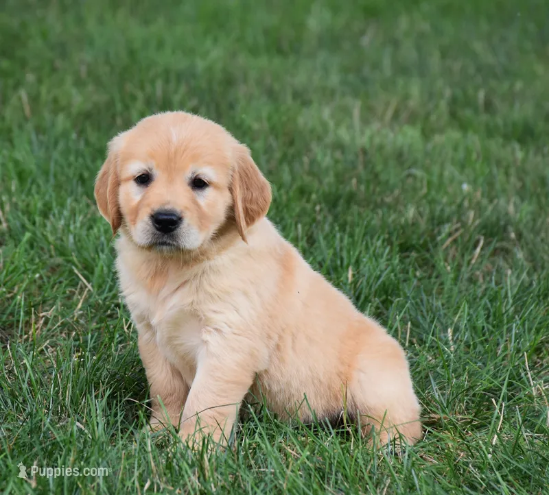 Opal – Golden Retriever puppy for sale in Fredericksburg, OH
