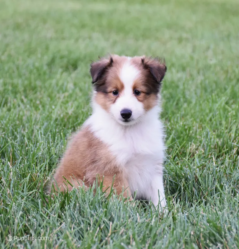 Nelly – Shetland Sheepdog puppy for sale in Fredericksburg, OH