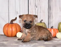 Nellie, a female Cairn Terrier for sale in Fredericksburg, OH – 2 of 3