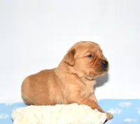 Andi, a female Golden Retriever for sale in Fredericksburg, OH – Photo 5 of 5