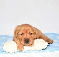 Andi, a female Golden Retriever for sale in Fredericksburg, OH – Photo 2 of 5