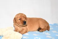 Andi, a female Golden Retriever for sale in Fredericksburg, OH – Photo 1 of 5