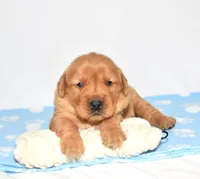 Andi, a female Golden Retriever for sale in Fredericksburg, OH – Photo 3 of 5