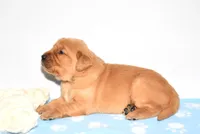 Andi, a female Golden Retriever for sale in Fredericksburg, OH – Photo 4 of 5