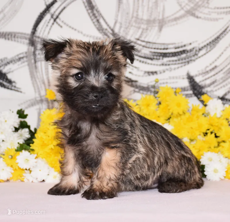Jagger – Cairn Terrier puppy for sale in Fredericksburg, OH