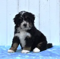 Chief, a male Miniature Bernedoodle for sale in Fredericksburg, OH – 3 of 3