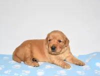 Aza, a female Golden Retriever for sale in Fredericksburg, OH – Photo 2 of 4