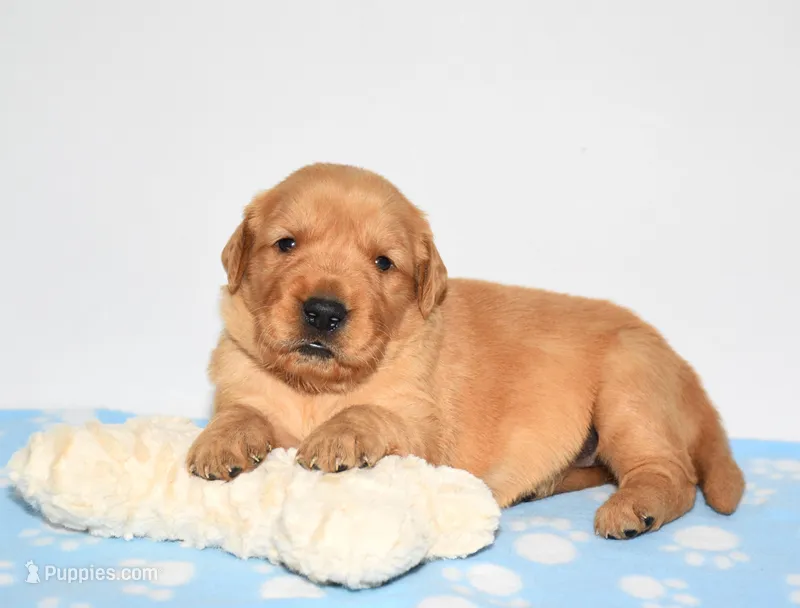 Aza – Golden Retriever puppy for sale in Fredericksburg, OH