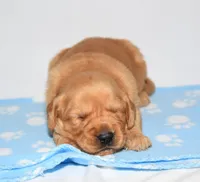 Aza, a female Golden Retriever for sale in Fredericksburg, OH – Photo 3 of 4