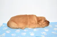 Aza, a female Golden Retriever for sale in Fredericksburg, OH – Photo 4 of 4