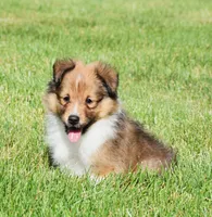 Ninja, a male Shetland Sheepdog for sale in Fredericksburg, OH – 2 of 4
