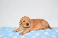April, a female Golden Retriever for sale in Fredericksburg, OH – Photo 4 of 5