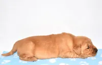 April, a female Golden Retriever for sale in Fredericksburg, OH – Photo 2 of 5